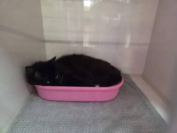 Wasabi -  Domestic Long Hair Cat for Adoption in Wyoming, Michigan - Wasabi | PetCurious