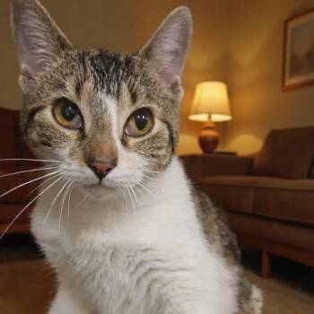 Domestic Short Hair Cats Available for Adoption - Jackie | PetCurious
