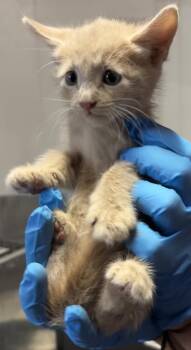 61613759 -  Domestic Short Hair Cat for Adoption in El Paso, Texas - 61613759 | PetCurious