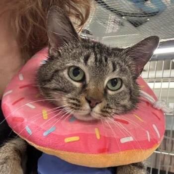 Baja Blast -  Domestic Short Hair Cat for Adoption in New York, New York - Baja Blast | PetCurious