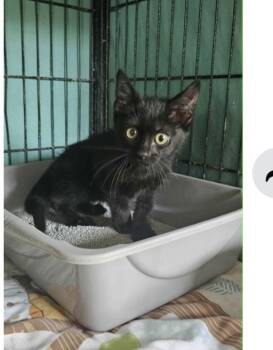 Elliot -  Domestic Short Hair Cat for Adoption in Fremont, Nebraska - Elliot | PetCurious
