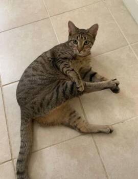 Domestic Short Hair Cats Available for Adoption in Fairfax, Virginia - Luna Devana | PetCurious