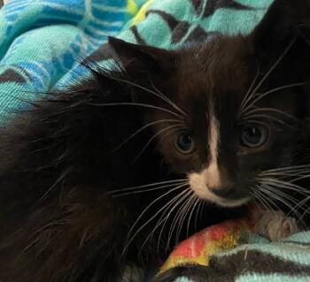 BACON -  Domestic Short Hair Cat for Adoption in Rancho Cucamonga, California - BACON | PetCurious
