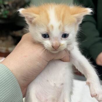 Mojito -  Domestic Short Hair Cat for Adoption in West Point, Mississippi - Mojito | PetCurious