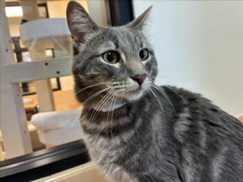 WESLEY -  Domestic Short Hair Cat for Adoption in Santa Fe, New Mexico - WESLEY | PetCurious