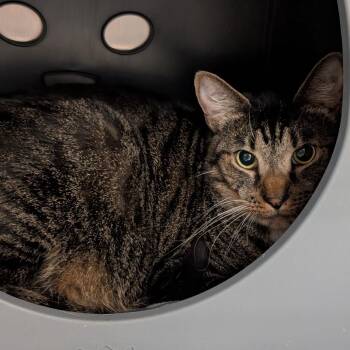 Comet -  Domestic Short Hair Cat for Adoption in Titusville, Florida - Comet | PetCurious
