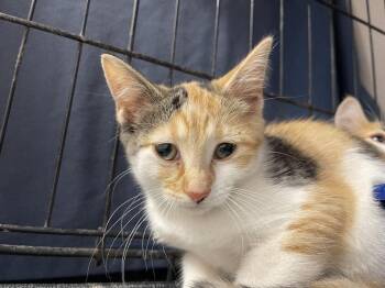 Gin -  Domestic Short Hair Cat for Adoption in Bolivar, Missouri - Gin | PetCurious