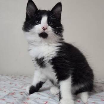Macaw -Preadoption ONLY -  Domestic Medium Hair Cat for Adoption in Chilliwack, British Columbia - Macaw -Preadoption ONLY | PetCurious