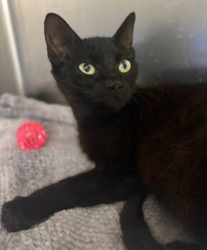 Domestic Short Hair Cats Available for Adoption in Corpus Christi, Texas - Itty Bitty | PetCurious