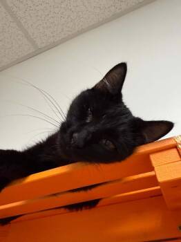 Caramel Apple -  Domestic Short Hair Cat for Adoption in Harpers Ferry, West Virginia - Caramel Apple | PetCurious