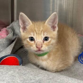 Megumi (GRN) -  Domestic Short Hair Cat for Adoption in League City, Texas - Megumi (GRN) | PetCurious