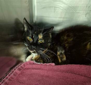 Domestic Short Hair Cats Available for Adoption - DOLLY | PetCurious