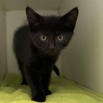 Cappuccino -  Domestic Short Hair Cat for Adoption in Naperville, Illinois - Cappuccino | PetCurious