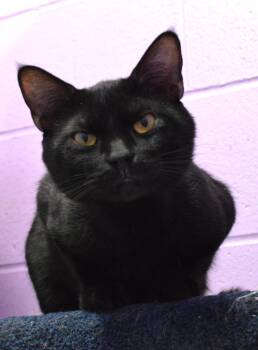 Slayer -  Domestic Short Hair Cat for Adoption - Slayer | PetCurious