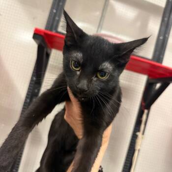 Rescue American Shorthair Cats for Adoption in Collinsville, Oklahoma - Chad | PetCurious