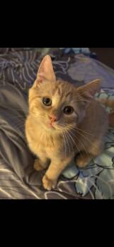 Benedict ( Benny ) -  American Shorthair Cat Available for Adoption in Johnstown, New York - Benedict ( Benny ) | PetCurious
