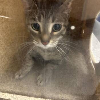 Odessa -  Domestic Short Hair Cat for Adoption in Philadelphia, Pennsylvania - Odessa | PetCurious