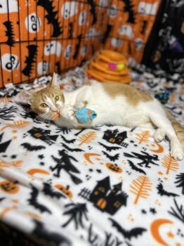 Rescue Domestic Short Hair Cats for Adoption in Herculaneum, Missouri - Bandit | PetCurious