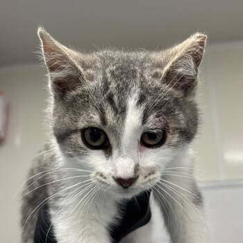 Fee -  Domestic Short Hair Cat for Adoption in Manhattan, Kansas - Fee | PetCurious