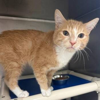 IPad -  Domestic Short Hair Cat for Adoption - IPad | PetCurious