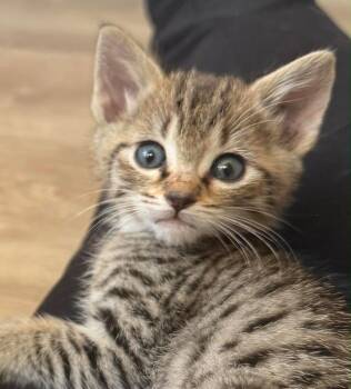 Domestic Short Hair Cats Available for Adoption in Orlando, Florida - Jameson | PetCurious