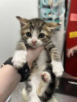 Lancelot -  Domestic Short Hair Cat for Adoption in West Chester, Pennsylvania - Lancelot | PetCurious