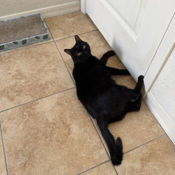 Rescue Tabby Cats for Adoption in Chandler, Arizona - Maya | PetCurious