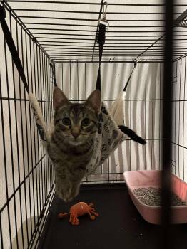 Rescue Domestic Short Hair Cats for Adoption in East Orange, New Jersey - Whiskey | PetCurious