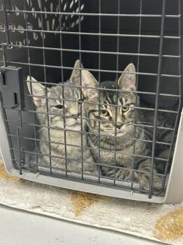 Jack and Rose -  Domestic Short Hair Cat for Adoption in Cape May, New Jersey - Jack And Rose | PetCurious