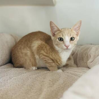 CEDAR -  Domestic Short Hair Cat for Adoption in Kyle, Texas - CEDAR | PetCurious