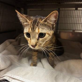 Autumn -  Domestic Short Hair Cat for Adoption in Bristol, Indiana - Autumn | PetCurious