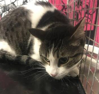 PERCY -  Domestic Short Hair Cat for Adoption in Conroe, Texas - PERCY | PetCurious