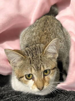 Rescue Domestic Short Hair Cats for Adoption in Champaign, Illinois - Winnie | PetCurious