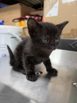 LANCELOT -  Domestic Short Hair Cat for Adoption in San Bernardino, California - LANCELOT | PetCurious