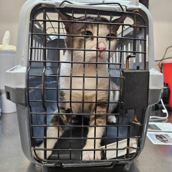 American Wirehair and American Shorthair Cats Available for Adoption in Lake Jackson, Texas - Leo | PetCurious