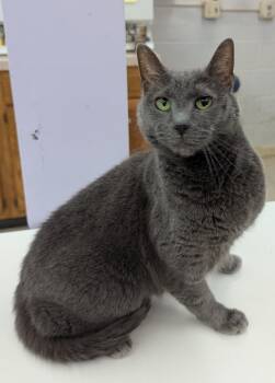 Rescue Domestic Short Hair and Russian Blue Cats for Adoption in Mount Vernon, Ohio - Bernice | PetCurious