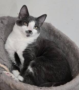 Domestic Short Hair Cats Available for Adoption - 2026-12 Marilyn | PetCurious