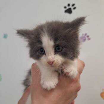 Bernadette -  Domestic Short Hair Cat for Adoption in Albert Lea, Minnesota - Bernadette | PetCurious