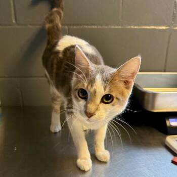 Domestic Short Hair Cats Available for Adoption in Tuscaloosa, Alabama - Kai | PetCurious