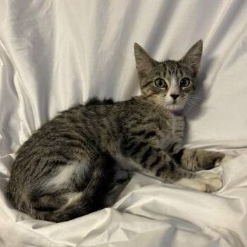 Violet -  Domestic Short Hair Cat for Adoption in Waldorf, Maryland - Violet | PetCurious