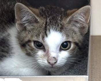 SUNNY -  Domestic Short Hair Cat for Adoption in Dedham, Massachusetts - SUNNY | PetCurious