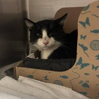 Vincent -  Domestic Short Hair Cat for Adoption in Goleta, California - Vincent | PetCurious