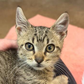 Chicago -  Domestic Short Hair Cat for Adoption in Flagstaff, Arizona - Chicago | PetCurious