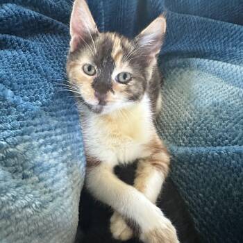 Lisa (A140418) -  Calico Cat for Adoption in Burbank, California - Lisa (A140418) | PetCurious