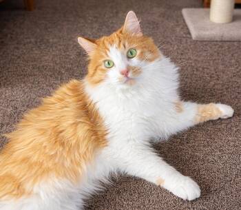 Norwegian Forest Cat Cats Available for Adoption in Newport, Washington - Winston: So Lovable! | PetCurious