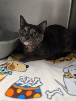 Rescue Domestic Short Hair Cats for Adoption in Yorkville, Illinois - Regina | PetCurious