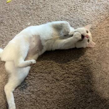 Salmonda -  Domestic Short Hair Cat for Adoption in Philadelphia, Pennsylvania - Salmonda | PetCurious