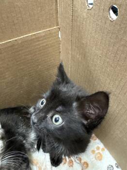 BLANCHE -  Domestic Short Hair Cat for Adoption in Las Vegas, Nevada - BLANCHE | PetCurious