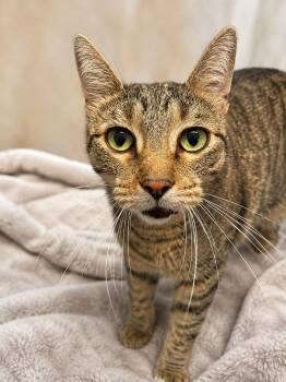 Jasmine -  Domestic Short Hair Cat for Adoption in Champaign, Illinois - Jasmine | PetCurious