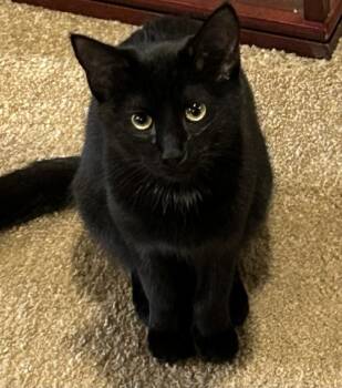 Domestic Medium Hair and Bombay Cats Available for Adoption - McCloud | PetCurious